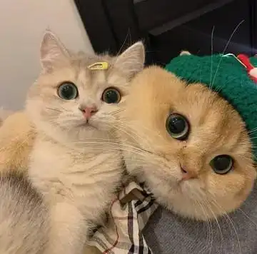 一对可爱猫咪情侣头像