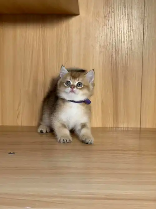 四个金渐层弟弟一个妹妹找家长