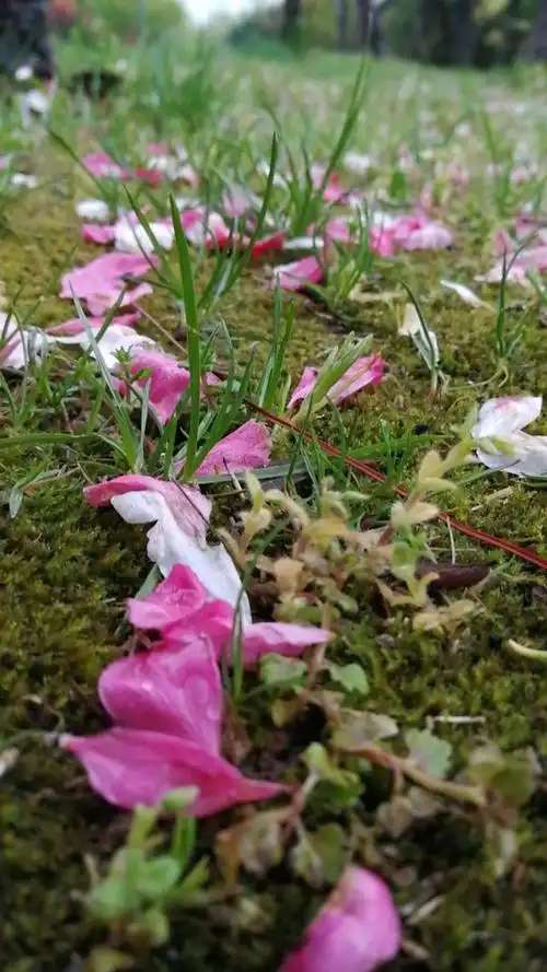 唯美的落花…949494