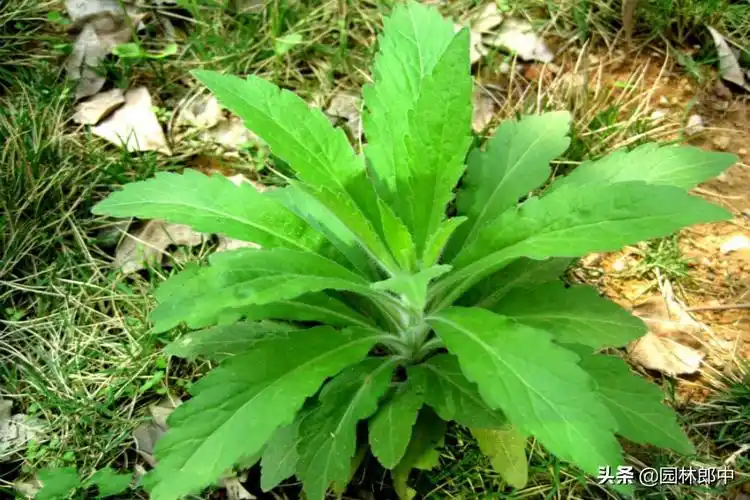 二,飞蓬草还具有食用价值和药用价值