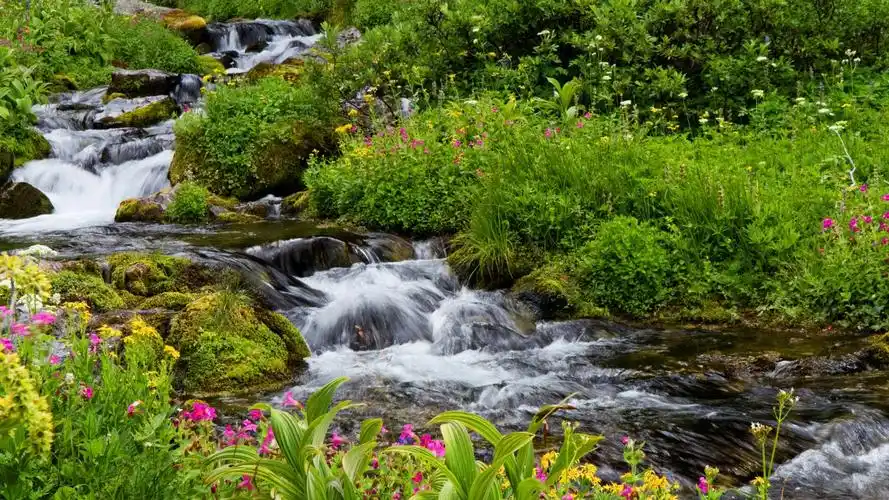 清新的绿色自然风景摄影高清宽屏桌面壁纸