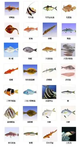 海鱼的常见种类有哪些附海鱼图鉴图片大全