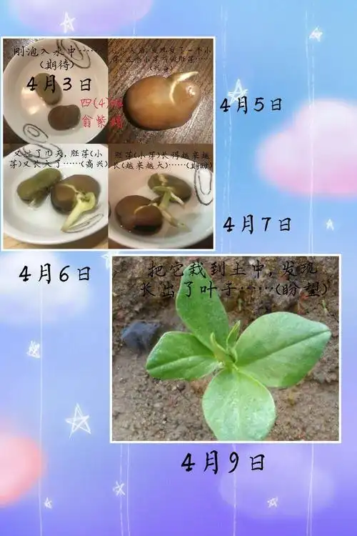 小蚕豆的大变身日记最新