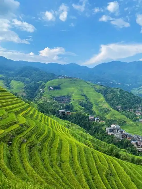 收割90本地人说今年2021年10月25号左右才收割90-我是9月10号去的