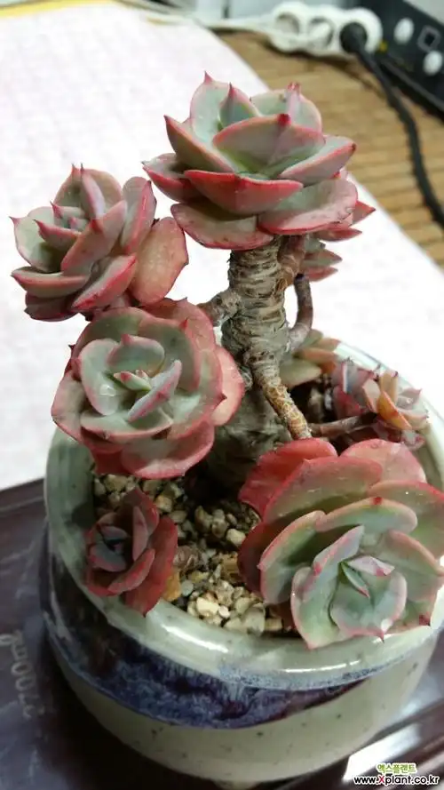 红粉台阁老庄自然群生_60