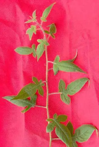 抗癌中草药 ---白毛藤,龙葵