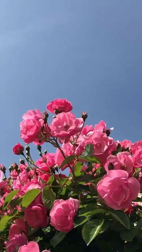 花开富贵,恭喜发财,好运连连来