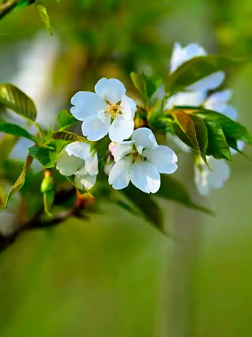 浏阳河岸白桃花