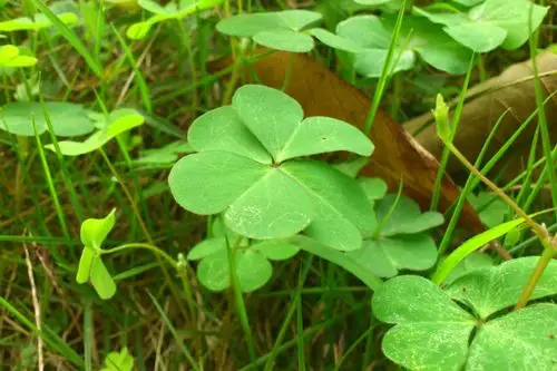 四叶草的真正含义(四叶草寓意着什么意思)