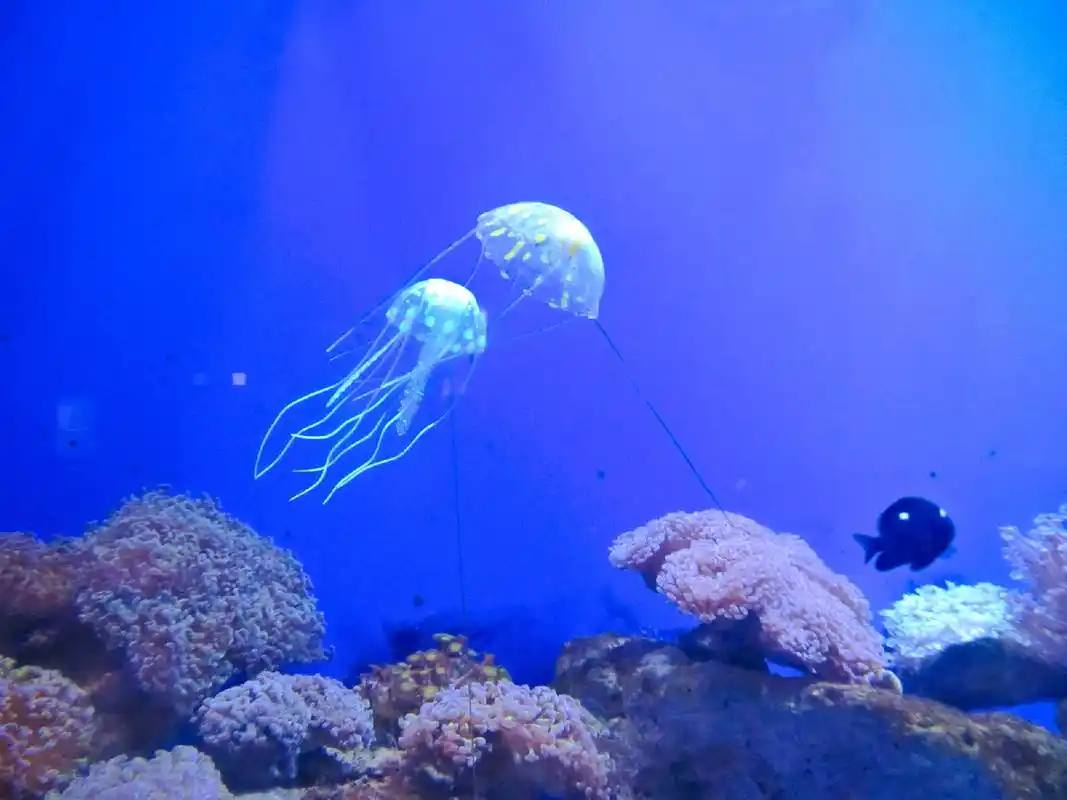 data-lemmaid="14076862">海底世界 /a>位于青岛 a target="_blank"