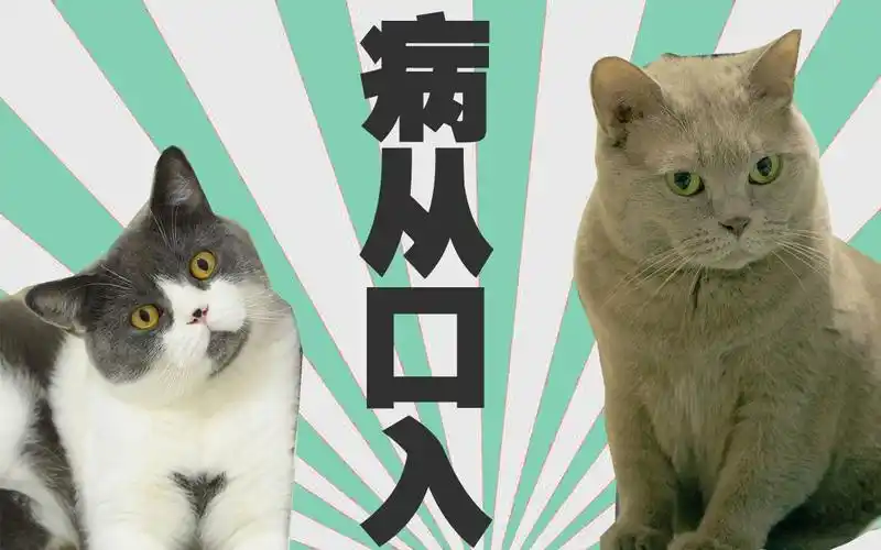 你家猫越馋,越容易软便拉肚子!千万管住嘴.