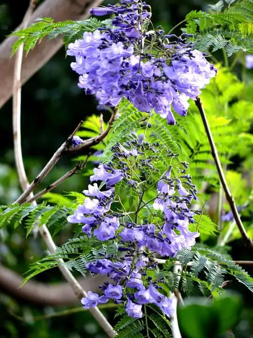 开远泸江公园里《蓝花楹》盛开 掠影 2019.4.5.