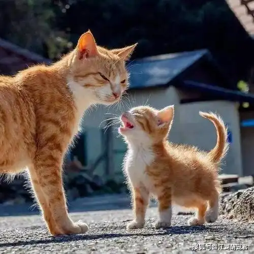 12张"猫妈带娃"图,小猫和猫妈一模一样,一看就是亲生的!