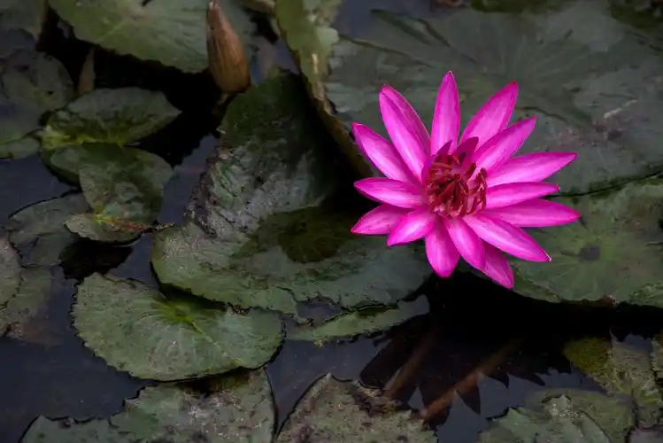 九品香莲花色艳丽,色泽缤纷,有红,粉红,黄,蓝,绿,白,橙,紫色等色彩