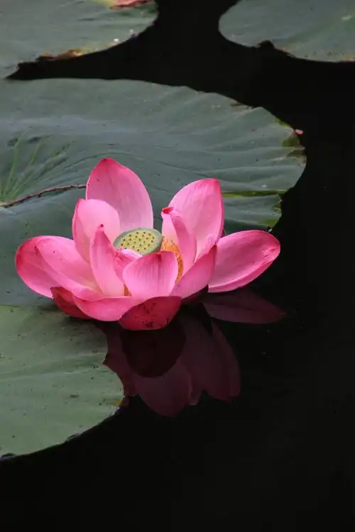 七月的沈阳,荷花依旧,"水中仙子并红腮, 一点芳心两处开."