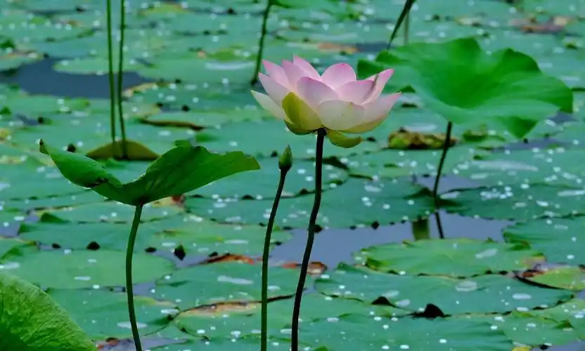晨荷花淡雅,静心之地,我用镜头记录晨中荷花之美
