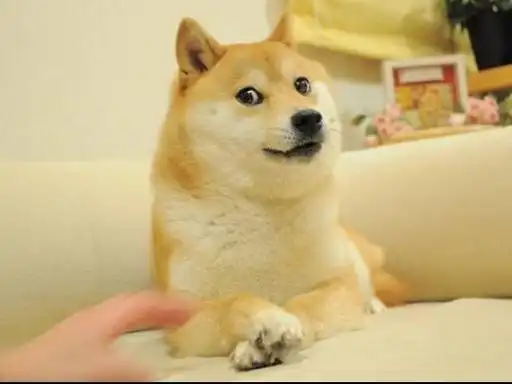 doge表情其实意思是我就静静的看着你,这个表情包改编于神烦狗,这个