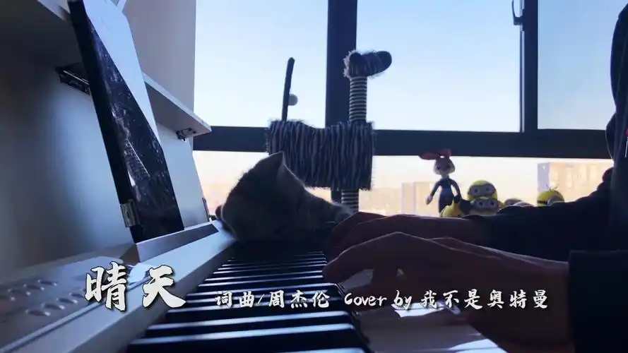 【周杰伦x晴天】刮风这天 我差点被猫勒死