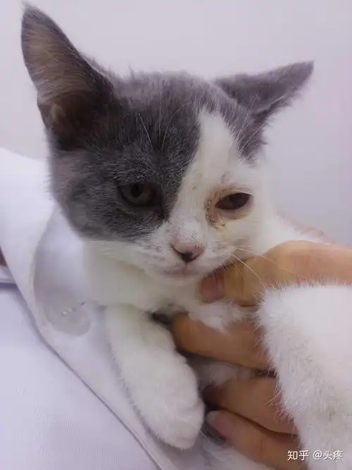 有人帮看看,这是不是真的蓝白猫?