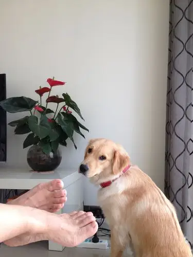 (一脸嫌弃)…这谁的臭脚丫呀