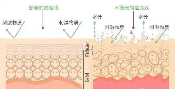 认识皮肤了解皮肤屏障皮脂膜