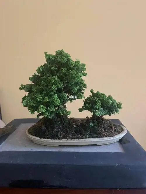 盆景  #微型盆景  #日本石化桧