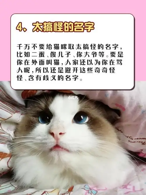 97养猫必看|93猫咪"取名"禁忌07_猫咪_宝宝起名_养猫_动漫_搞怪