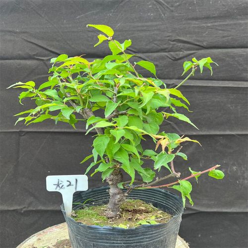 品种原生龙游梅枝如游龙造型奇特花卉盆景室内盆栽 21号原生龙游梅 不