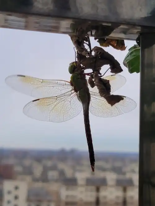 好久没见过大蜻蜓了