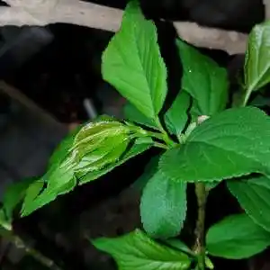 这个原先当骨红的才是美人.梅花的叶子无革,总感觉不太精神.