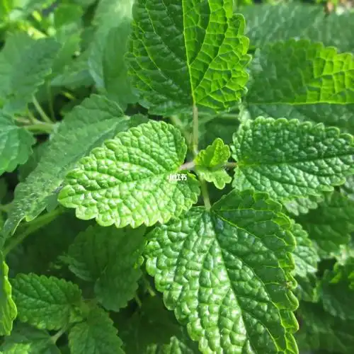 每天学习一味中草药薄荷