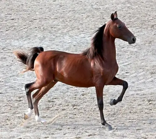 胡服骑摄采集到马的素材