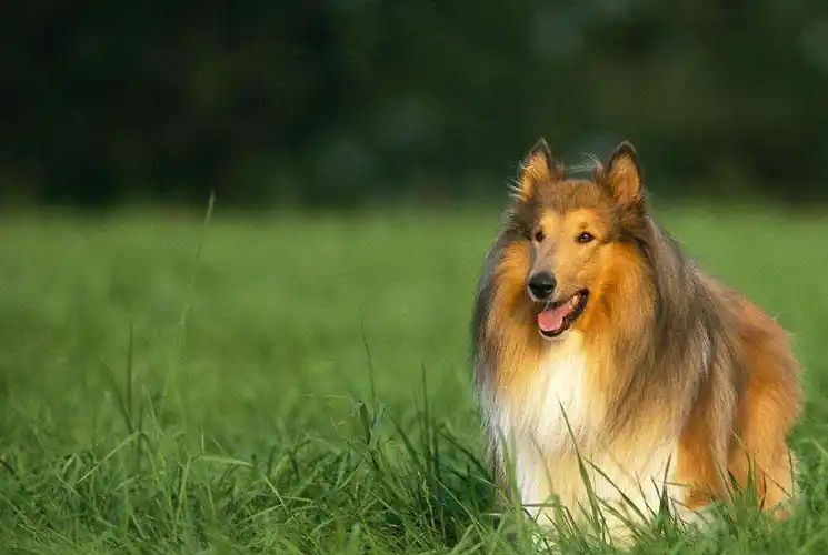 十大适合陪伴小孩子的狗狗!赶紧养一只吧