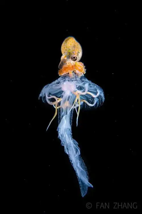 10年专注水下摄影,中国小伙拍下神秘海底生物,99%的人都没见过