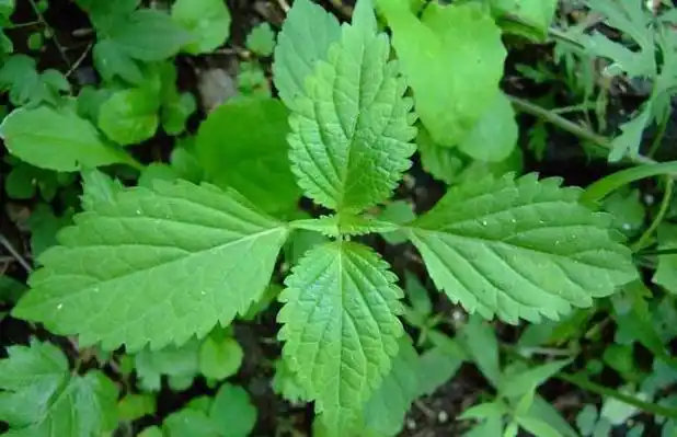 香茶菜的功效与作用 - 药材功效 - 黔农网