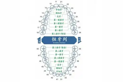 闫燕:人应该有多少颗牙齿?_功能