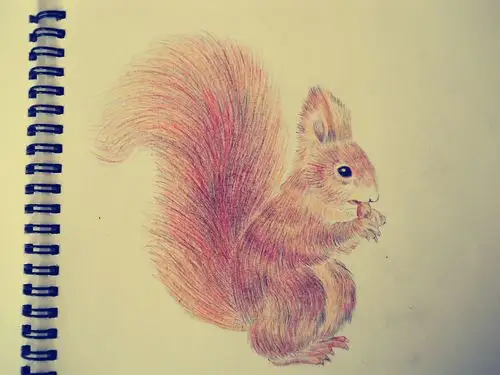 彩铅动物|纯艺术|绘画|吉安宫里的饼哥 - 原创作品 - 站酷 (zcool)