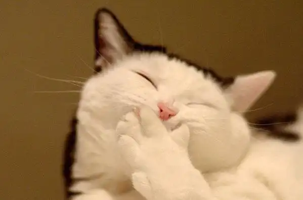 (已找到)找寻一张猫咪捂嘴笑眯眯眼的表情包