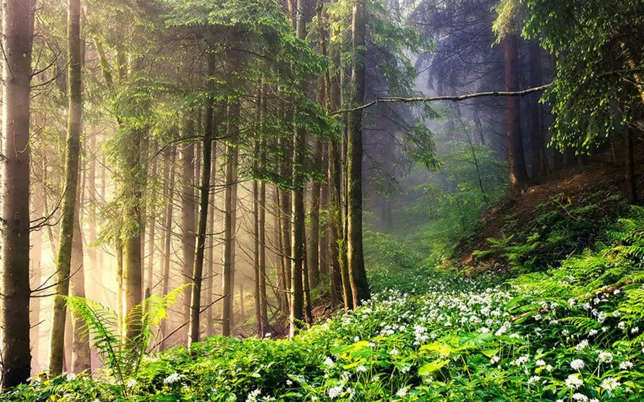 唯美森林风景图片桌面壁纸