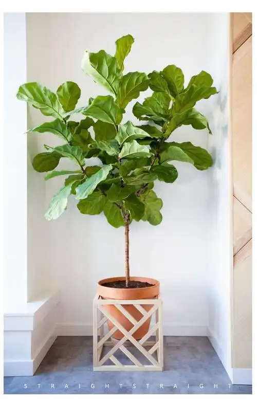 涞思芊品质保证琴叶榕盆栽中大型北欧网红盆景大叶植物家居办公室客厅