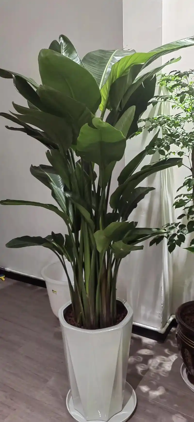 象征幸福吉祥的天堂鸟乔迁新居居家养殖的推荐绿植