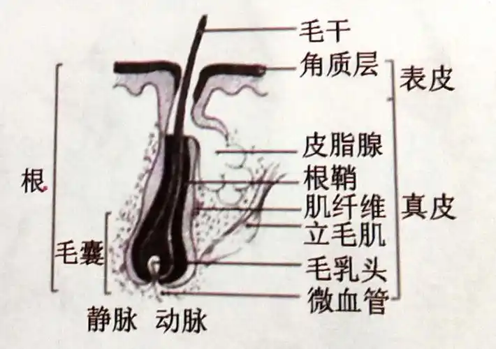头发的结构