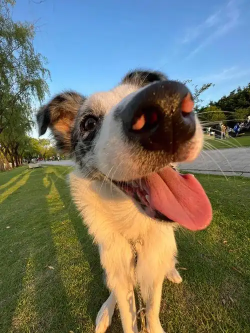 我的狗嘴巴有一米长