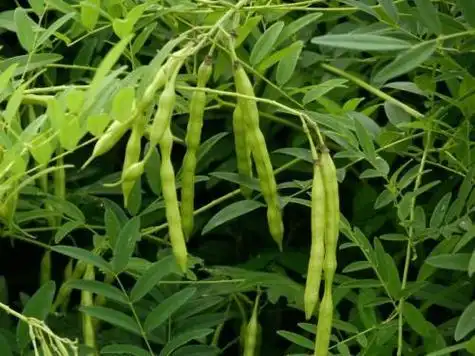 每日中药趣味典故之苦参