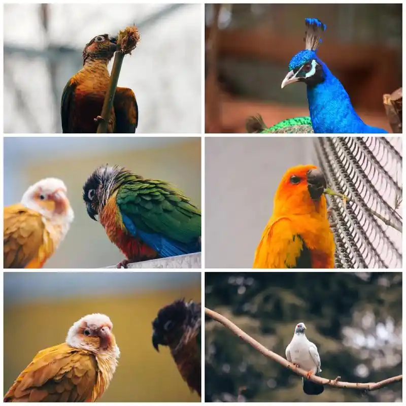 动物世界.#记录真实生活 #摄影 #动物 #动物世界 #红山 - 抖音