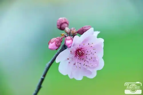 桃花盛开又是最美春天时【原创摄影】