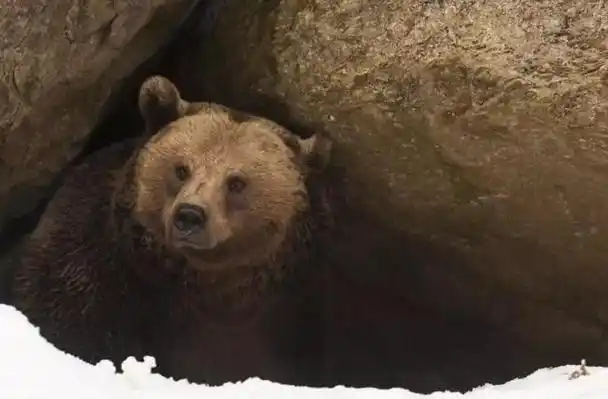 北极熊冬眠(北极熊冬眠吗冬天冬眠吗)_大全-幸福起航
