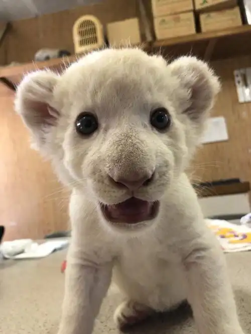 日本的东北野生动物园内在上个月刚出生的小白狮rhythm