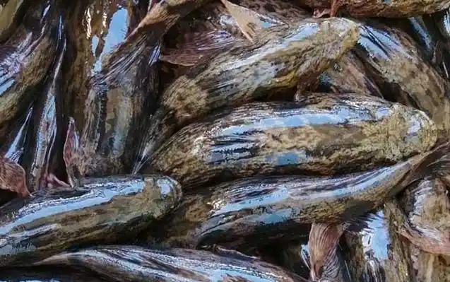 笋壳鱼是什么鱼