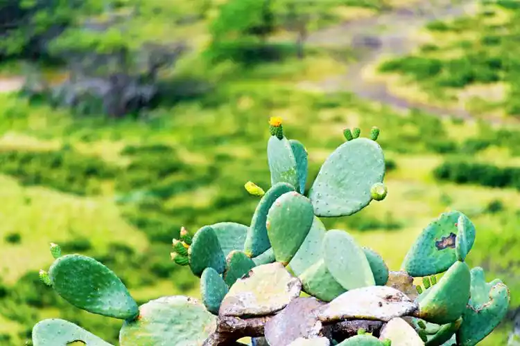 阳光 沙滩 海浪 仙人掌 ～ 夏威夷